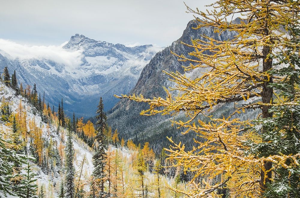 Larches displaying golden autumn color after fresh snowfall at Cutthroat Pass art print by Alan Majchrowicz for $57.95 CAD